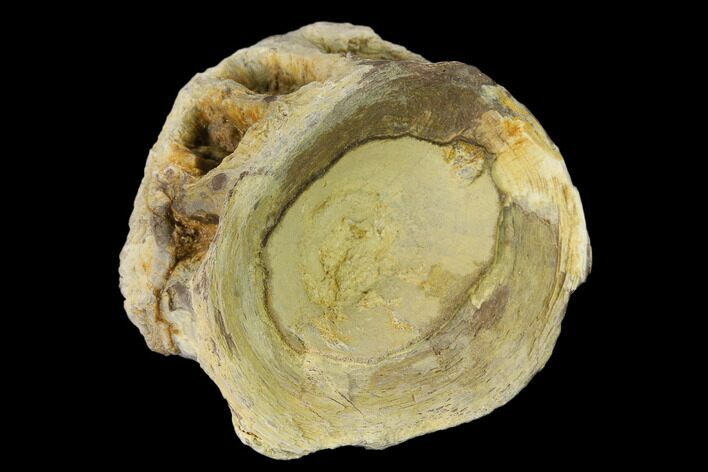 Fossil Xiphactinus (Cretaceous Fish) Vertebra - Kansas #139312